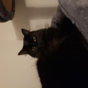 Lost Cat Violet