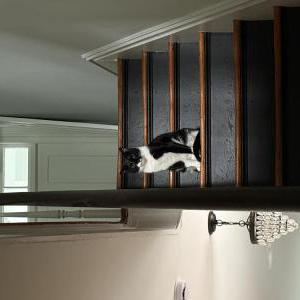 Lost Cat Binx