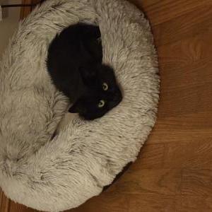 Lost Cat Cheddar