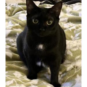 Image of Violet, Lost Cat