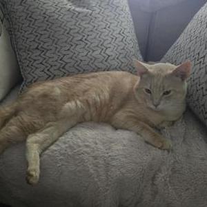 Found Cat Unknown