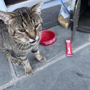 Found Cat Unknown