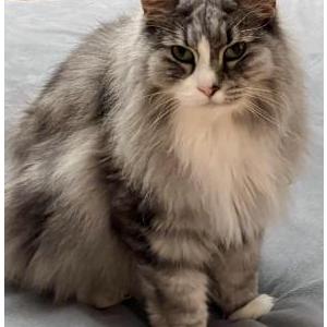 Image of Maddox, Lost Cat