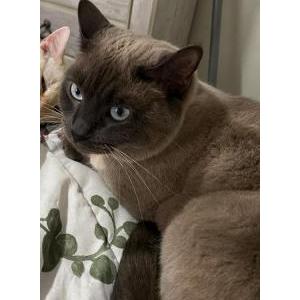 Lost Cat Sasha