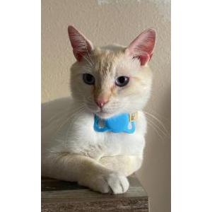 Lost Cat Queso