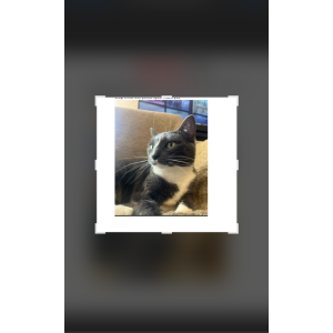 Lost Cat leo