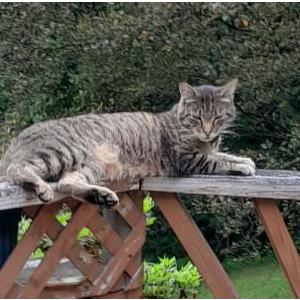 Lost Cat Opal