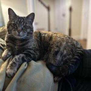 Lost Cat Monkey