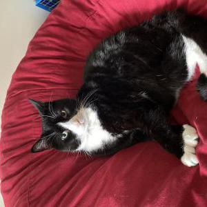 Image of Cuddles, Lost Cat