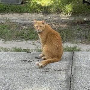 Lost Cat Tigger