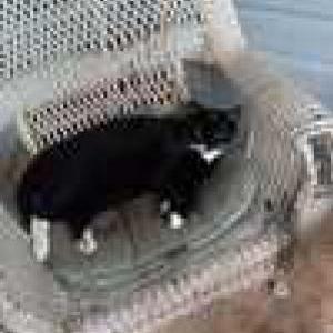 Image of Luna, Lost Cat
