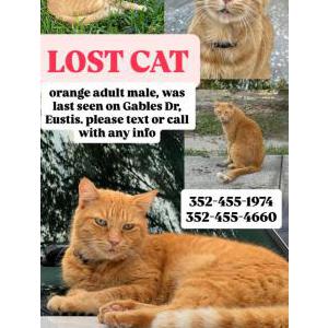 Lost Cat Tigger (Tig/Tiggy)