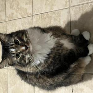 Lost Cat Marley
