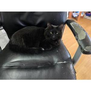 Lost Cat Stitch
