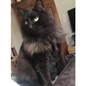 Lost Cat Goose
