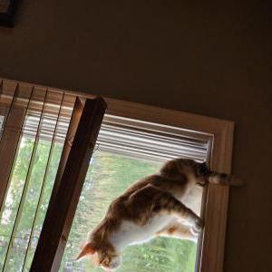 Lost Cat Milo