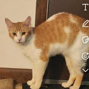 Lost Cat Canelo