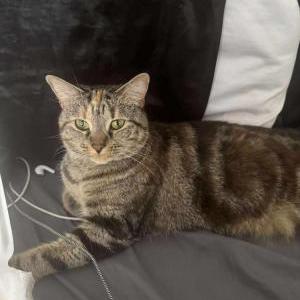 Lost Cat Keilah