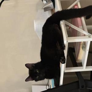 Lost Cat Boo