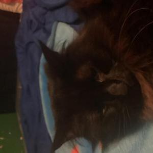 Lost Cat Juice