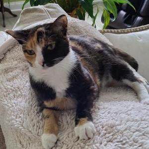 Lost Cat Baby