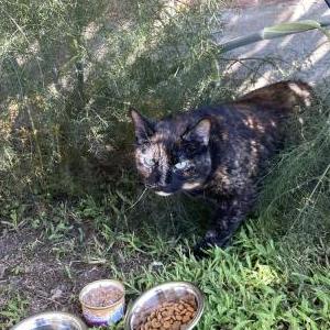 Found Cat Unknown