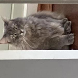 Lost Cat Patch