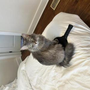 2nd Image of Patch, Lost Cat