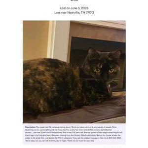 Lost Cat Sia