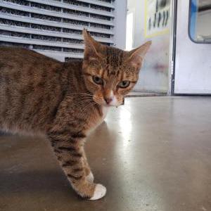 Image of unknown, Found Cat