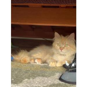 Lost Cat Tulip