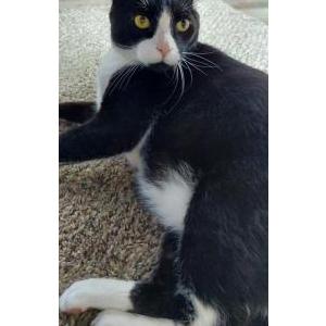 Image of Buddy, Lost Cat