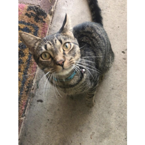 Found Cat unknown