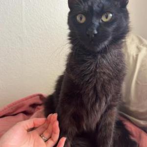 Image of Taz, Lost Cat