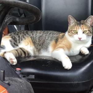 Lost Cat Cooter