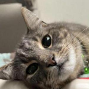 Lost Cat Gus