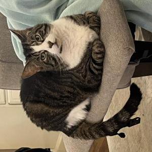 Lost Cat Angel