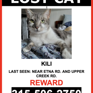 Image of Kili, Lost Cat