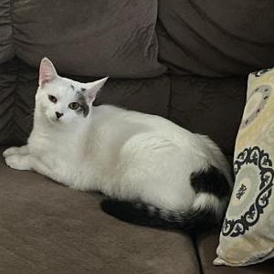 Lost Cat Elena