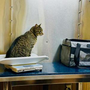 Image of Leo, Lost Cat