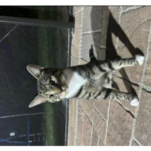 Lost Cat Sushi (Little Kitty)