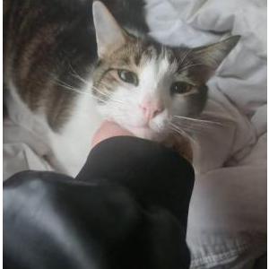 Lost Cat Dash