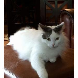 Lost Cat Conan