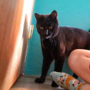 Lost Cat Bugheera