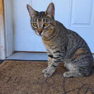 Lost Cat Lilly