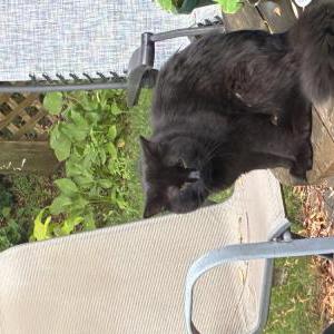 Image of Unknown, Found Cat
