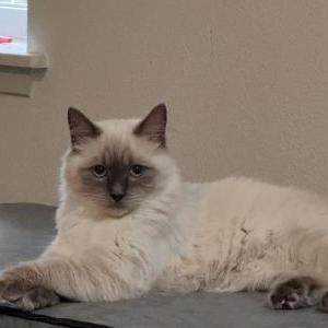 Lost Cat Mandu