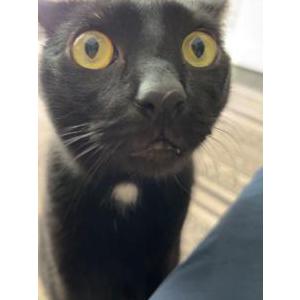 Image of Kujo, Lost Cat