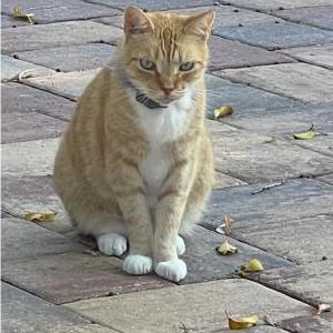 Lost Cat Max