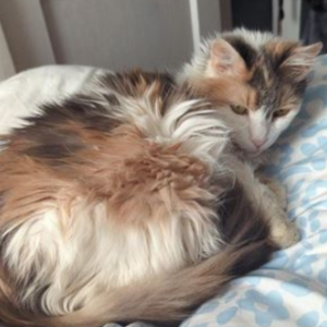 Lost Cat Aoife
